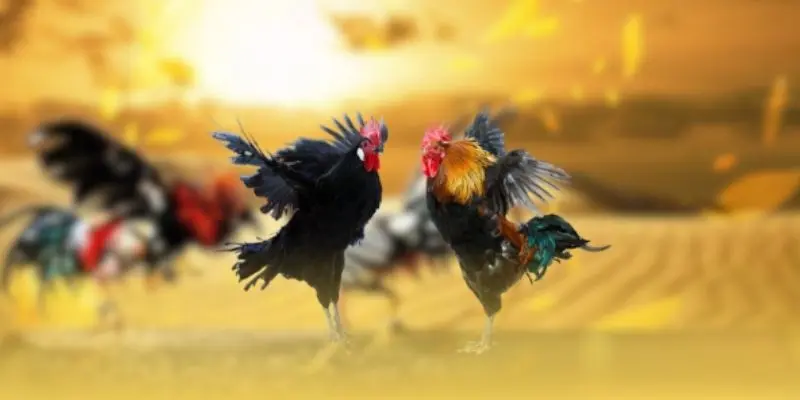 Tại sao nên hiểu rõ các kèo cá cược đá gà 888to?