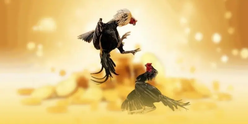 Những sai lầm cần tránh khi tham gia các kèo cá cược đá gà