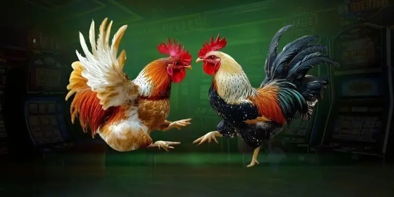 Những giá trị vượt trội khi lựa chọn chơi đá gà trực tuyến tại 888to