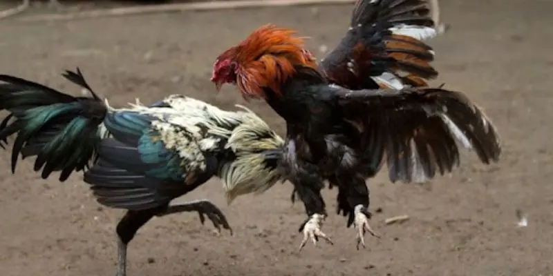 Đá gà Campuchia sảnh 888to và thông tin sơ lược