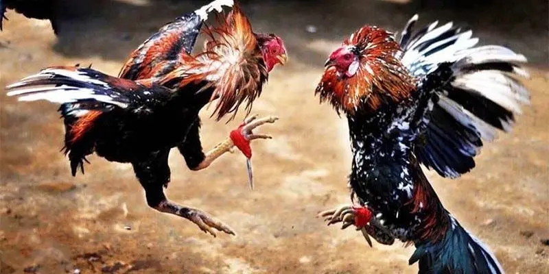 Chi tiết luật thi đấu đá gà Campuchia mới nhất tại 888to