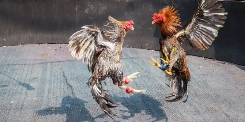 Những thế mạnh độc bản của sảnh đá gà Campuchia tại 888to