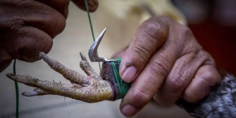 Đá gà cựa dao trực tiếp là gì?