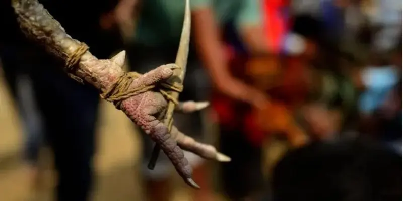 Chi tiết luật chơi và quy định tại đấu trường đá gà cựa dao