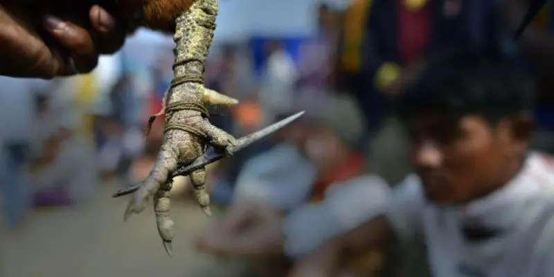 Mẹo soi kèo đá gà cựa dao "bất bại" từ các chuyên gia 888to